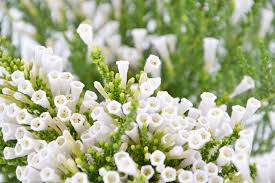 Image result for Fabiana imbricata