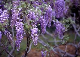 Image result for Wisteria