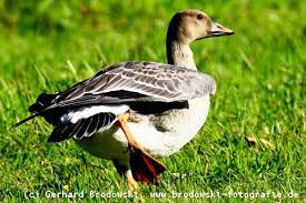 It is migratory and winters further south in europe and asia. Die Saatgans Steckbrief Aussehen Brutverhalten Bilder Referat