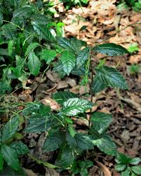 Image result for Petiveria