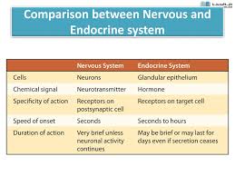 Ppt Overview Endocrine System Powerpoint Presentation Free Download Id 2073599