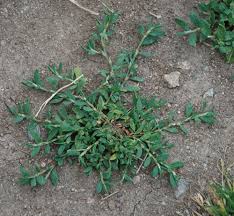 Image result for Polygonum aviculare