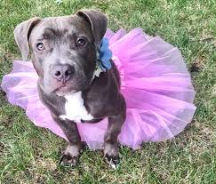 Pitbull puppies for adoption mn. Unbreakabull Pitbull Rescue