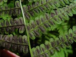 Image result for Deparia