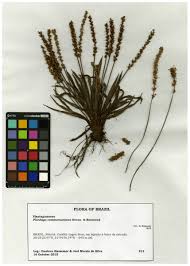 Image result for Plantaginaceae