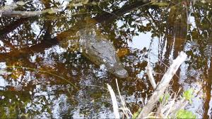 Cuba Cayo Largo Vivero El Crocodilo Les Jardins De La Tour Grand Tour Jardins