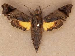 Image result for Leucas milanjiana