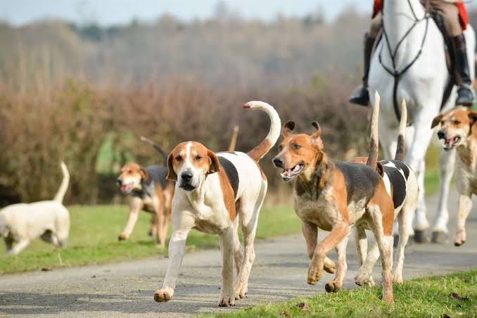 New hunting stats for Warwickshire disputed by charity League Against Cruel Sports