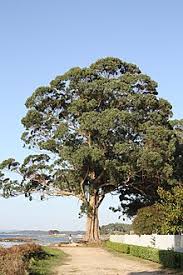 We did not find results for: Tasmanian Blue Gum Wiktionary