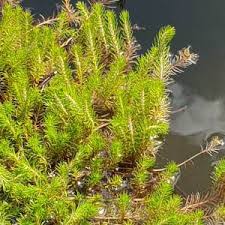 Image result for Haloragaceae