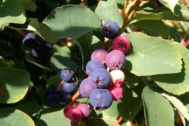 Image result for indiánská borůvka obrázek