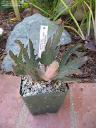 Plantfiles Pictures Cup Kalanchoe Walking Kalanchoe Kalanchoe Synsepala Var Dissecta 3 By Thistlesifter Planting Succulents Plants Succulents