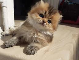 Satilik British Longhair Golden Ny 25 Ilanlari Ve Fiyatlari Petyasam