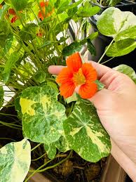 旱金莲爆花啦🌸花花可食用哟| 社区家居厨卫精选