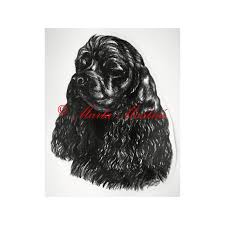 Image result for americký kokršpaněl