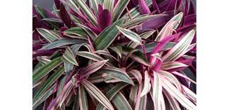 Plant Details Costa Farms Oyster Plant Plants Shade Garden Plants