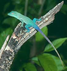 Image result for Anagallis gracilipes