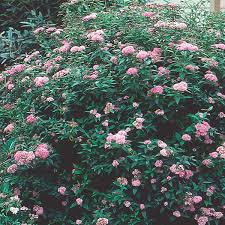 Image result for Spiraea bumalda