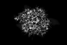 Maybe you would like to learn more about one of these? I Take Black White Photos Of Garden Flowers To Show The Beautiful Symmetry Of Nature Bored Panda