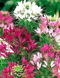 Image result for Cleome spinosa