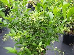 Most people use many types of ointments to massage their knees with the oil of laxatives. Jasmine Night Blooming Florida Nursery Mart