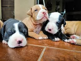 Find 3639 listings of pitbull puppies for sale in south africa near you. American Pitbull Terrier For Sale Online Shopping
