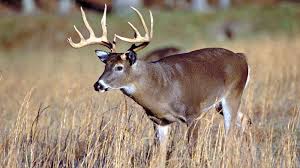 White Tailed Deer Mississippi State University Extension