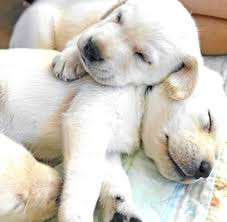 Akc black and yellow labrador retriever puppies. Labrador Retriever For Sale Home Facebook