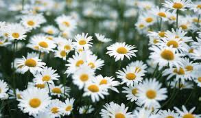 We did not find results for: 100 Gambar Bunga Berbagai Jenis Yang Indah Cantik Mahal Dan Langka Kozio Com