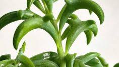 Maybe you would like to learn more about one of these? For The Home Australia Aldi S Stylish 149 Fire Pit Proves Good Design Doesn T Have To Come At A Cost