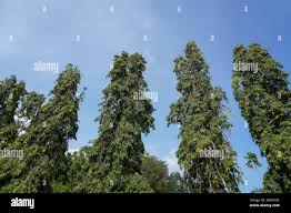 Image result for Monoon longifolium