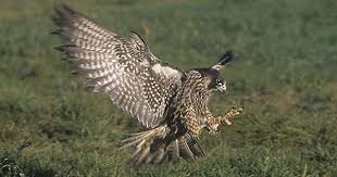 Peregrine Falcon Birds Of Prey New York Stripey Follows His Dream Childrens Book Peregrine Falcon Peregrine Colorful Birds