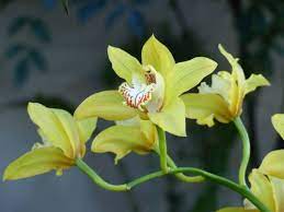 Fiore simile all'orchidea il prezzo si riferisce alla singola piantina. Cymbidium Coltivazione Cure E Consigli Per Un Ottima Fioritura