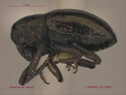 Image result for Buchnera cryptocephala