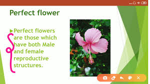 Both male and female organs are found on the same flower. What Is The Difference Between Perfect And Imperfect Flowers