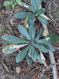 Image result for Turritis glabra