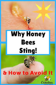 Birds Do It Bees Do It Why Do Honey Bees Sting Is It Your Fault Honey Bee Sting Bee Bee Keeping
