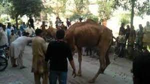Eid e qurban 2020 hyderabad. Camel Qurbani Eid Ul Adha Nov 2011 Part 1 Youtube