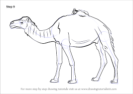How do i get a camel to stop and go? Learn How To Draw A Dromedary Camel Other Animals Step By Step Drawing Tutorials