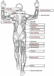 Select from 35919 printable crafts of cartoons, nature, animals, bible and many more. Muscles Labeling Full Body Anatomy And Physiology Physiology Muscle Anatomy