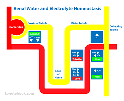Potassium Homeostasis