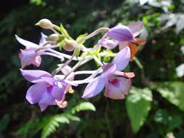 Image result for Calanthe sylvatica