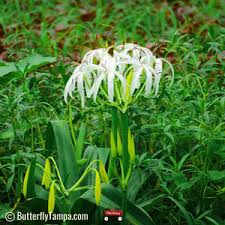 Image result for Crinum walteri