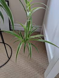 Spiders can go longer without food than they can without water. Ask A Question Forum How Long Does It Take For Spider Plant Babies To Grow Roots Garden Org