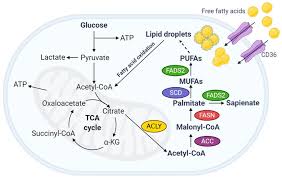 Image result for Fatty Acid