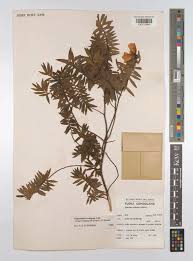 Image result for Hypericum revolutum