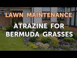 Check spelling or type a new query. Atrazine For Bermuda Grasses Youtube