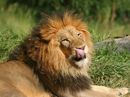 Download Free Lion Wallpapers Amazing Collection Of Full Screen Lion Hd Wallpapers At 2880x1800 1920x1080 2560x1 Wild Animals Pictures Animals Lion Pictures