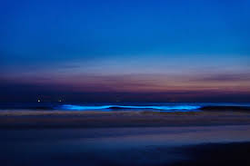 May 31, 2021 · zeevonk duikt 's nachts weer op in zandvoort: 8suocam1a00 Tm
