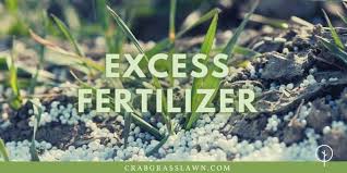 How to take care of st augustine grass. How Do You Revive St Augustine Grass 4 Ways To Bring It Back Cg Lawn